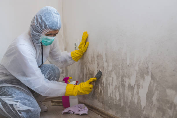 Trusted Clinton, NC Mold Removal Experts