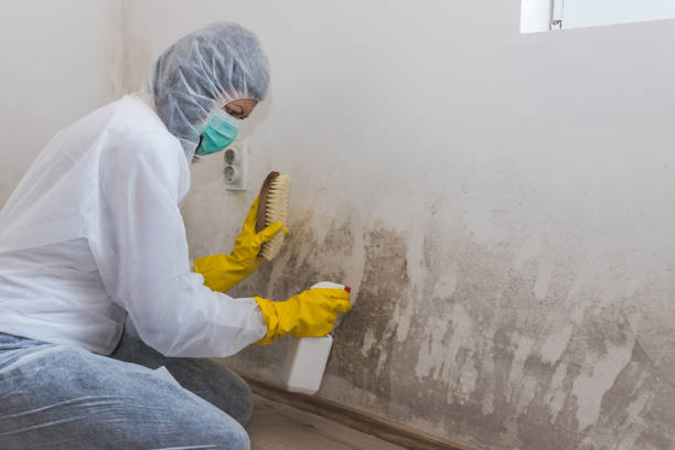 Best Mold Documentation for Insurance Claims  in Clinton, NC