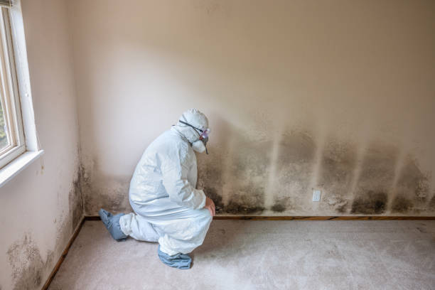 Best Asbestos and Lead Testing During Mold Inspection  in Clinton, NC